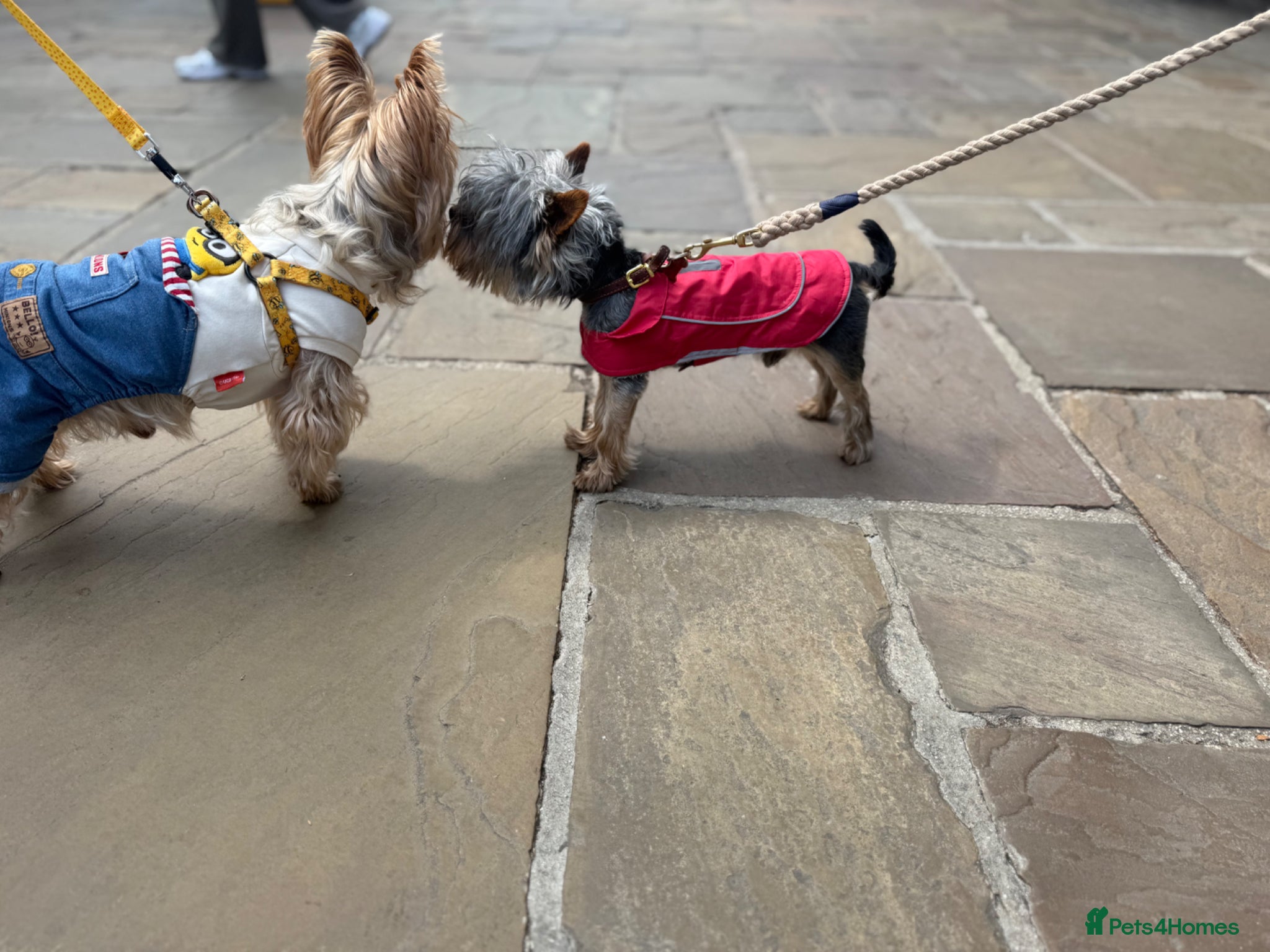 Yorkshire Terrier dogs Toy boy Yorkshire terrier  - Advert 6