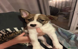 Mixed Breed dogs for sale: Siberian Husky X Staff/Lhasa Apso. Only 2 left!!  - Image 19
