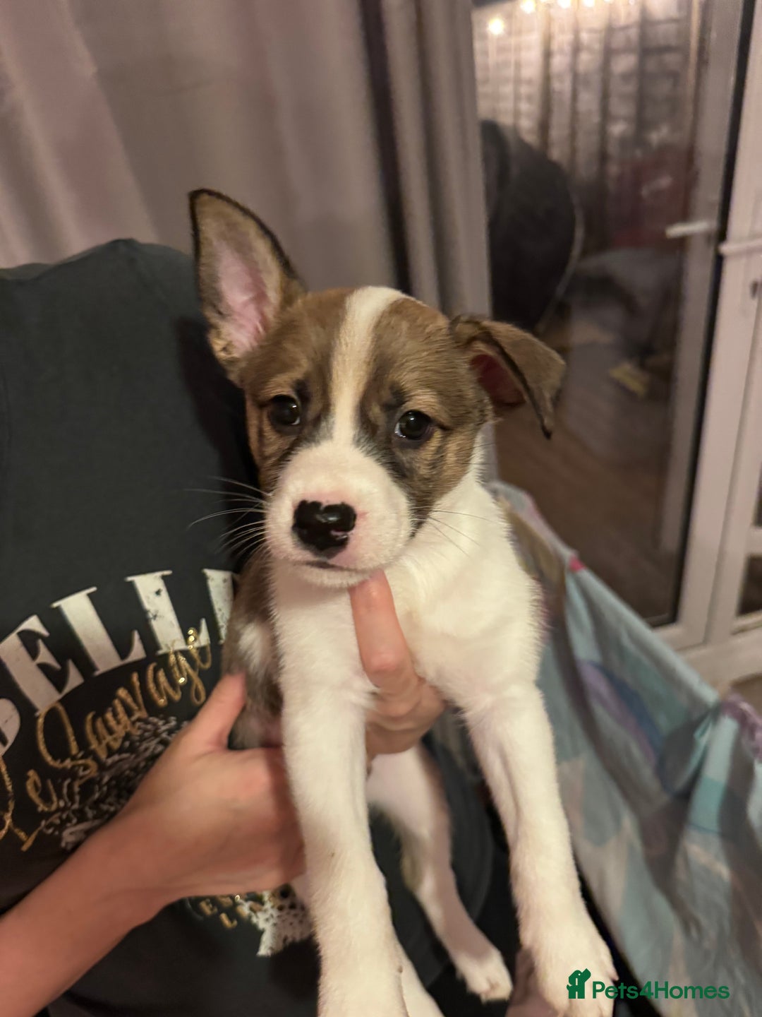 Mixed Breed dogs for sale: Siberian Husky X Staff/Lhasa Apso. Only 2 left!!  - Image 19