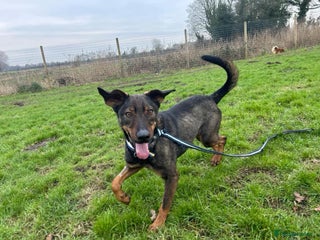 Mixed Breed dogs in Norwich - Advert 42