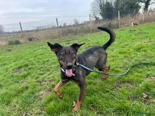 Mixed Breed dogs Mr Bean - Norwich Norfolk in Norwich - Advert 15