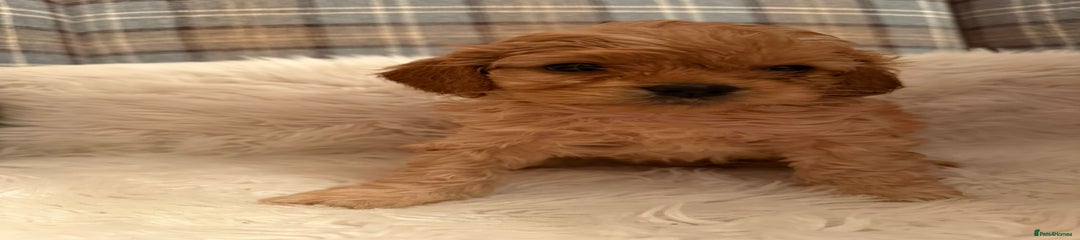 Cavapoo Puppy 1