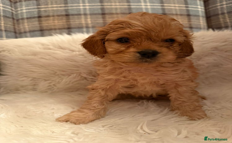 Cavapoo dogs - Advert 9