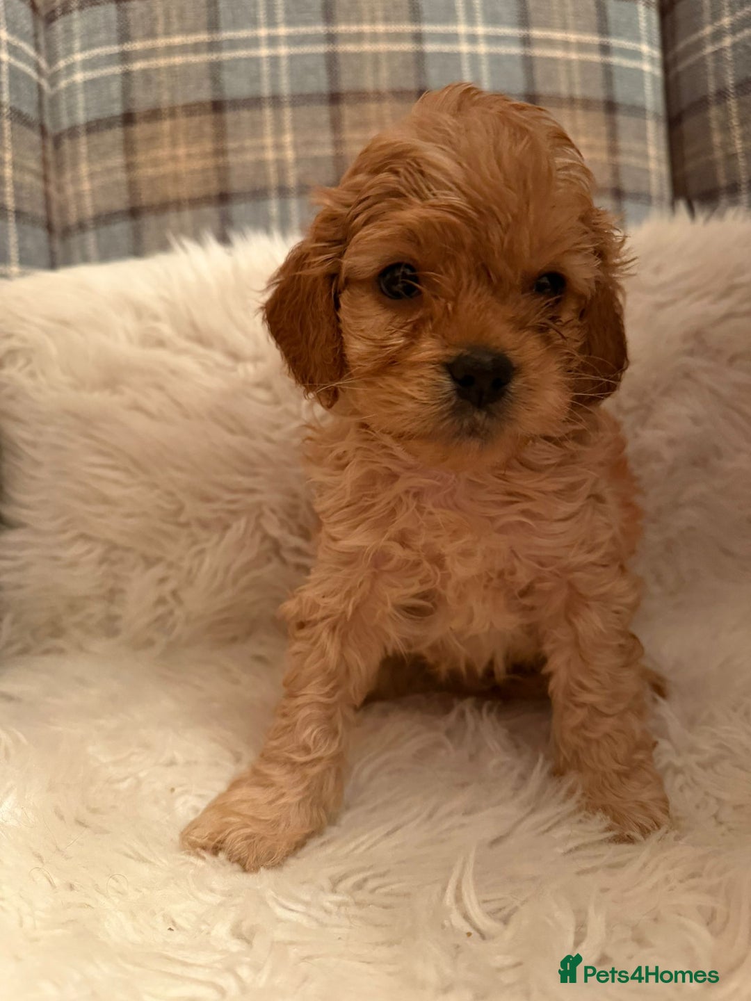 Cavapoo dogs for sale: Beautiful Boy Cavapoo puppies  - Image 1