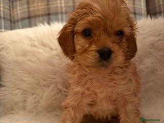 Cavapoo dogs - Advert 6