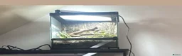 Frog reptiles for sale: Poison Dart Frogs (NOT POISONOUS) in High Wycombe - Advert 4
