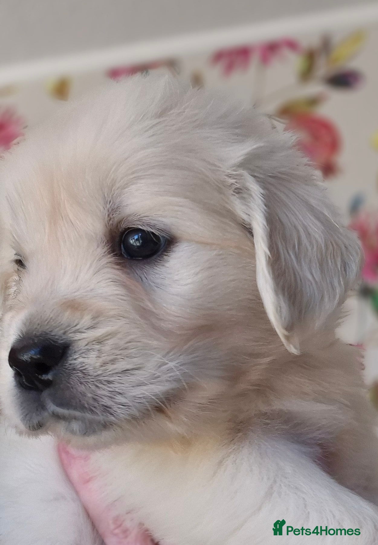 Golden Retriever dogs KC Registered Golden Retrievers - Advert 9