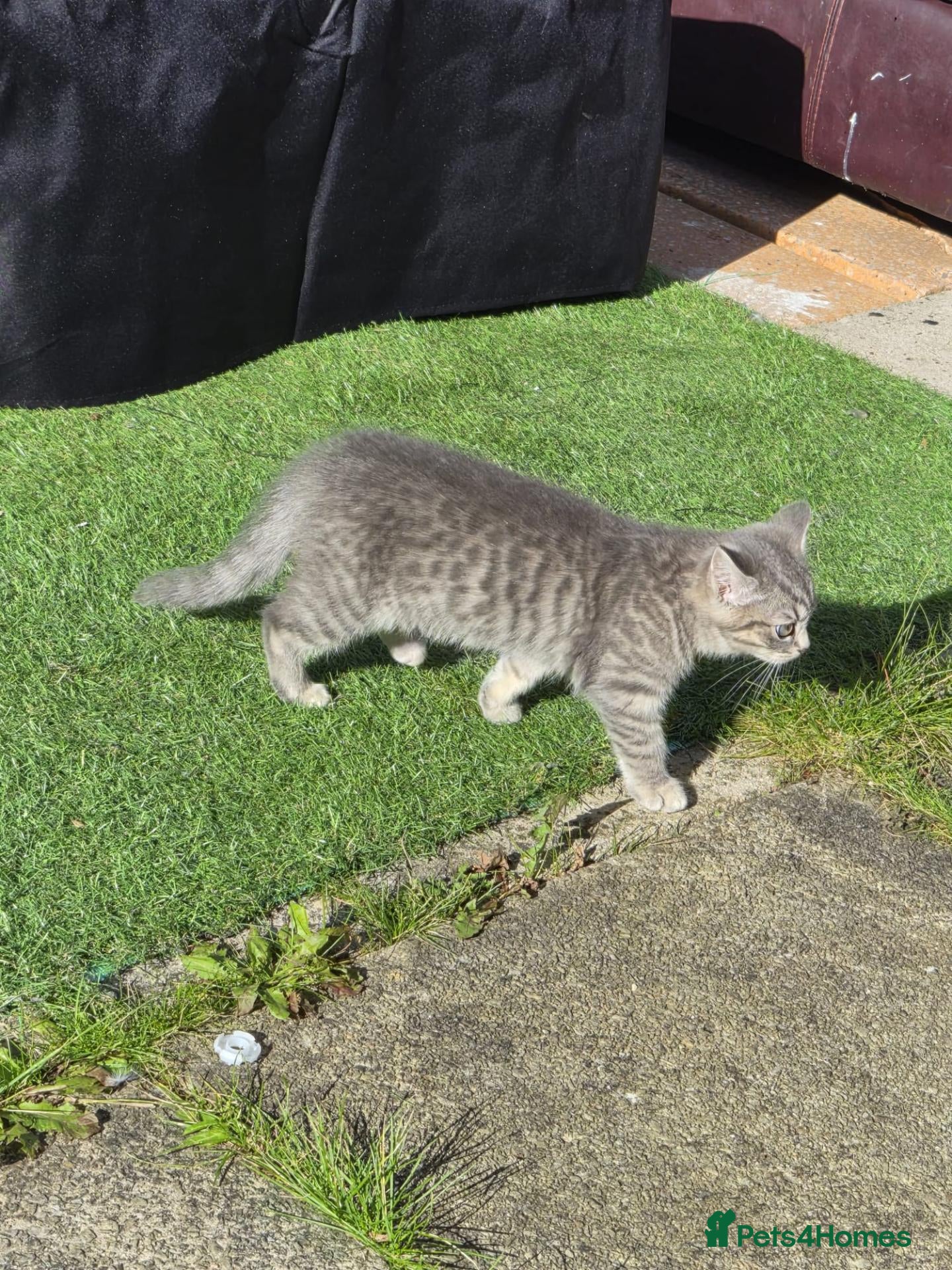 Mixed Breed cats Beautiful Grey Tabby Kitten  - Advert 2