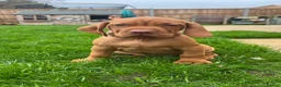 Hungarian Vizsla dogs for sale: EXCEPTIONAL HUNGARIAN VIZSLA PUPPIES - Advert 11