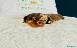 Miniature Dachshund dogs for sale: Outstanding Litter 5 Star Breeder ⭐️⭐️⭐️⭐️⭐️ - Image 8