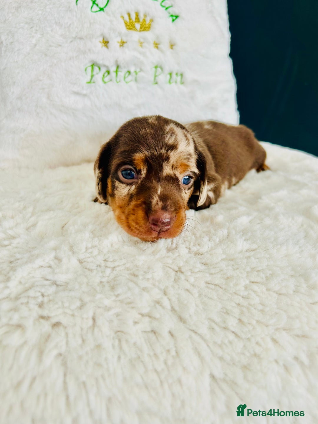 Miniature Dachshund dogs for sale: Outstanding Litter 5 Star Breeder ⭐️⭐️⭐️⭐️⭐️ - Image 8