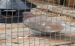 Pigeons birds for sale: Young tipplers/tumblers & racers £3 each - Image 10