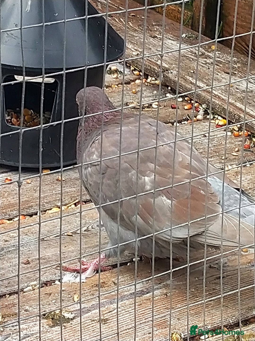 Pigeons birds for sale: Young tipplers/tumblers & racers £3 each - Image 10