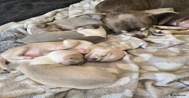 Chihuahua dogs - Advert 5