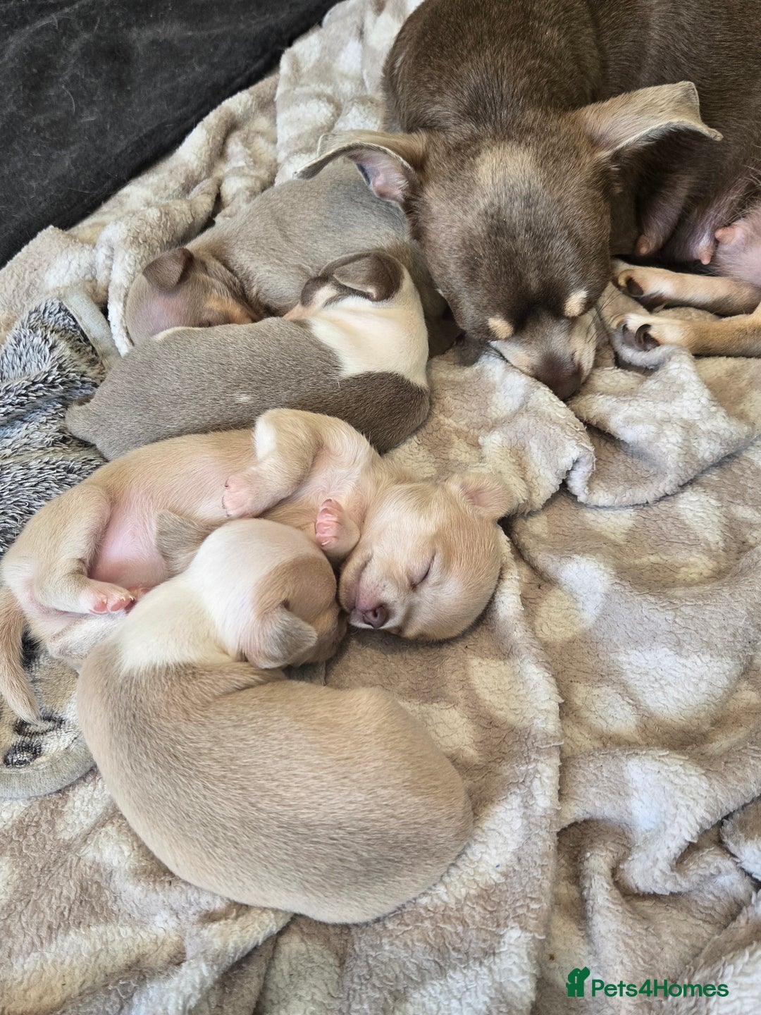 Chihuahua dogs for sale: Gorgeous Chihuahua Puppies Looking 4 Forever Homes - Image 3