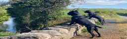 Cane Corso dogs for sale: Cane Corso Puppies - Irish Kennel Club Registered  - Advert 4