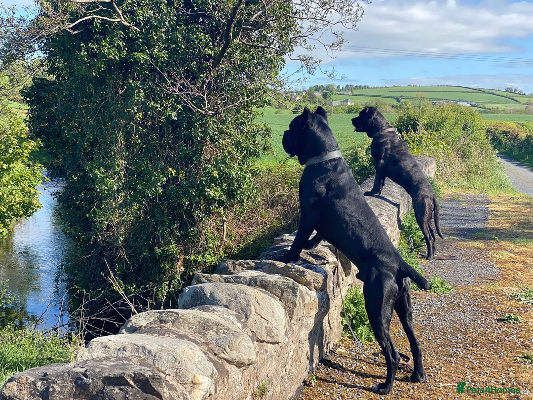 Cane Corso dogs for sale: Cane Corso Puppies - Irish Kennel Club Registered  - Advert 4