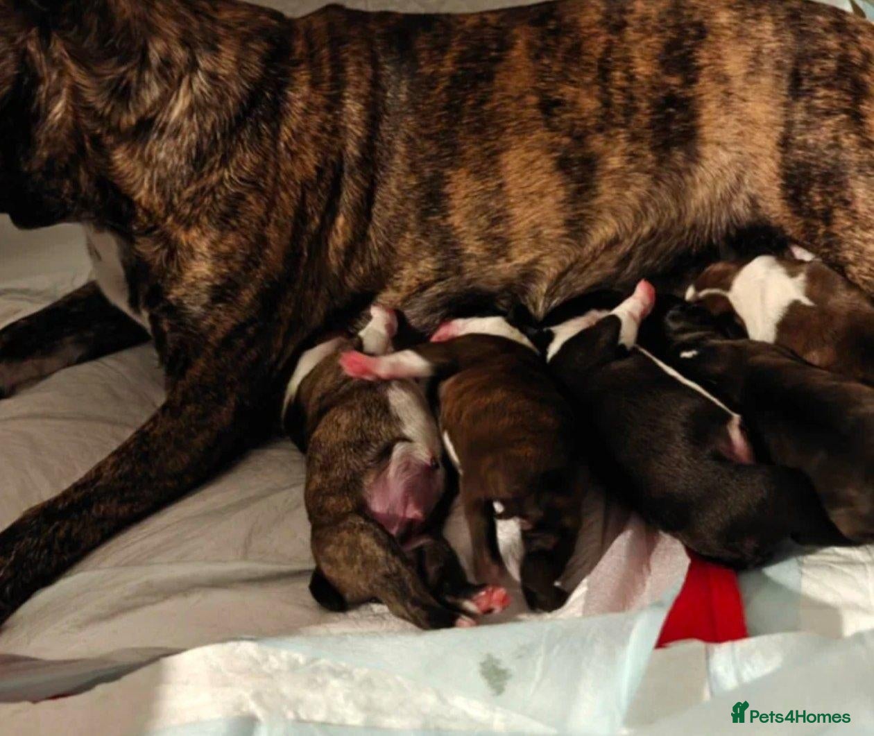 Boston Terrier dogs for sale: BOSTON TERRIER CROSS PUPPIES FOR SALE - Advert 10