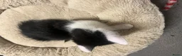 Mixed Breed cats for sale: 🐾 Stunning Tuxedo Male Kittens Available 🐾 - Advert 5