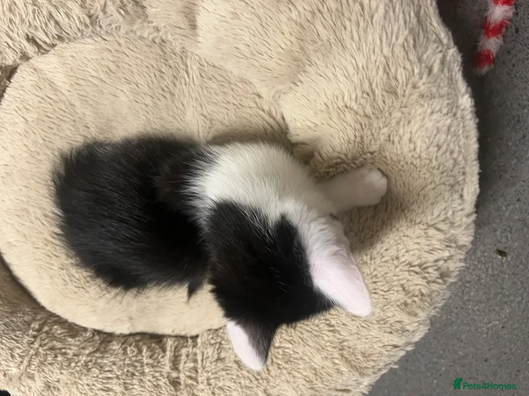 Mixed Breed cats for sale: 🐾 Stunning Tuxedo Male Kittens Available 🐾 - Advert 5