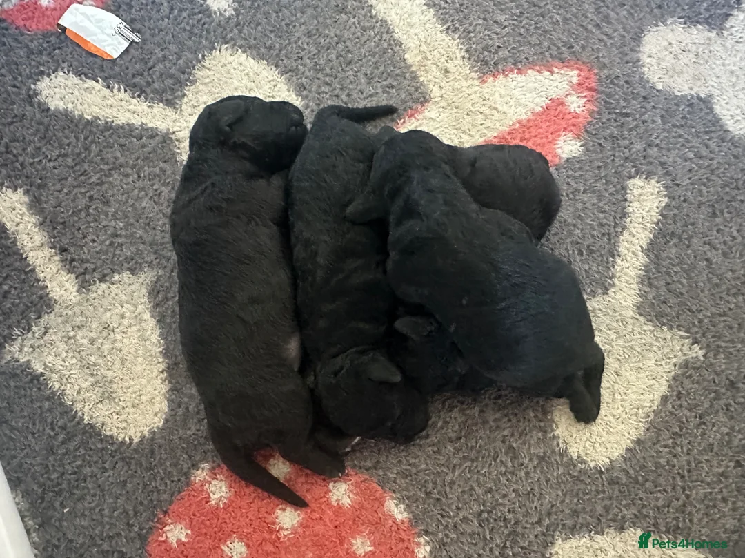 Bedlington Terrier dogs for sale: KC BEDLINGTON TERRIERS - Advert 1