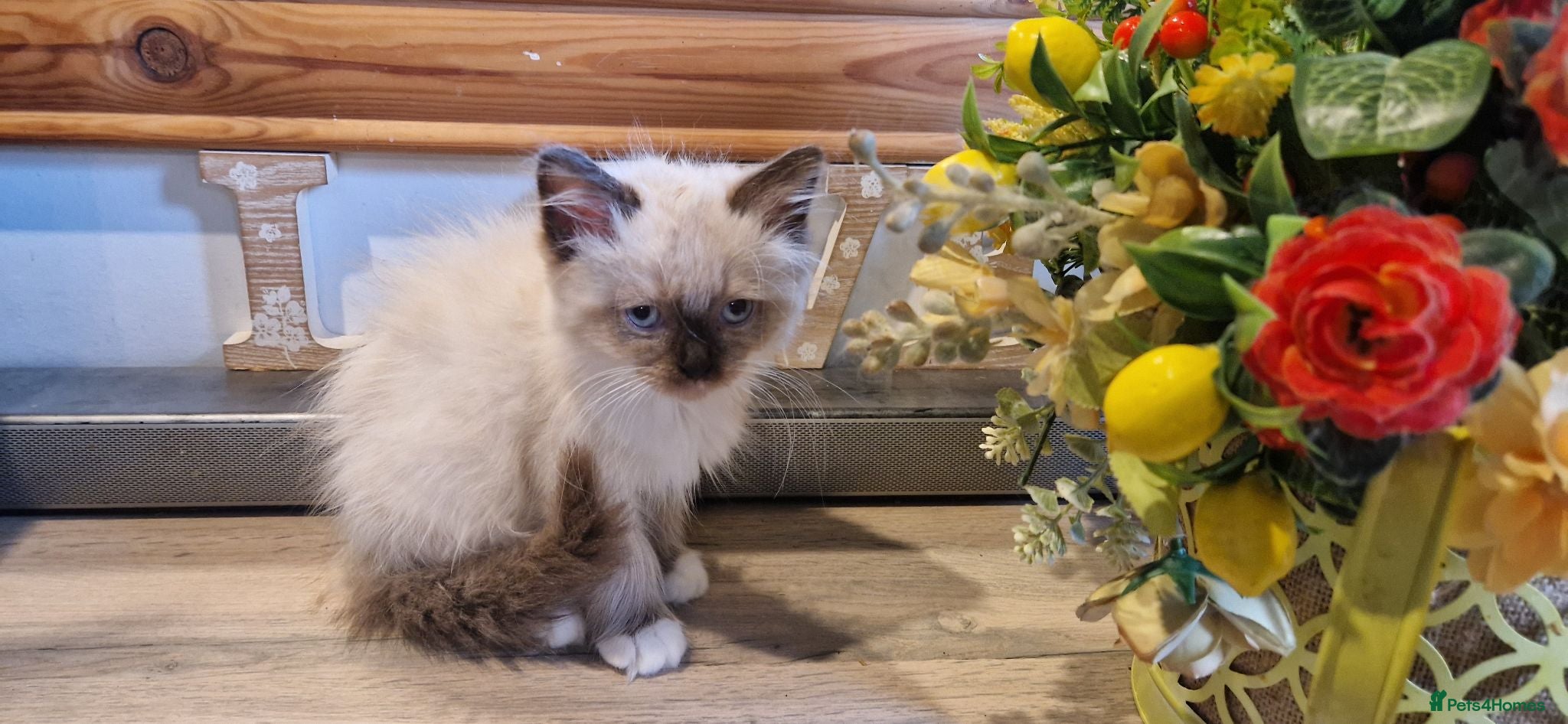 Ragdoll cats Male ragdoll ready to leave 11.8.26 - Advert 14