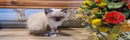 Ragdoll cats for sale: Male ragdoll ready to leave 11.8.26 - Advert 1