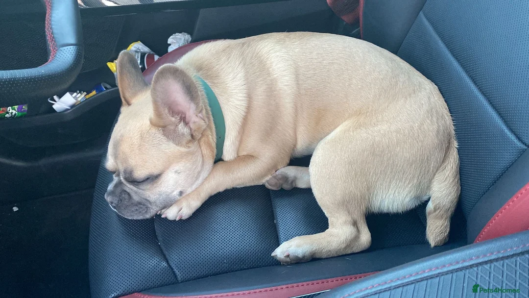 Frug dogs for sale: Frug frenchi x pug male 7 months - Advert 2