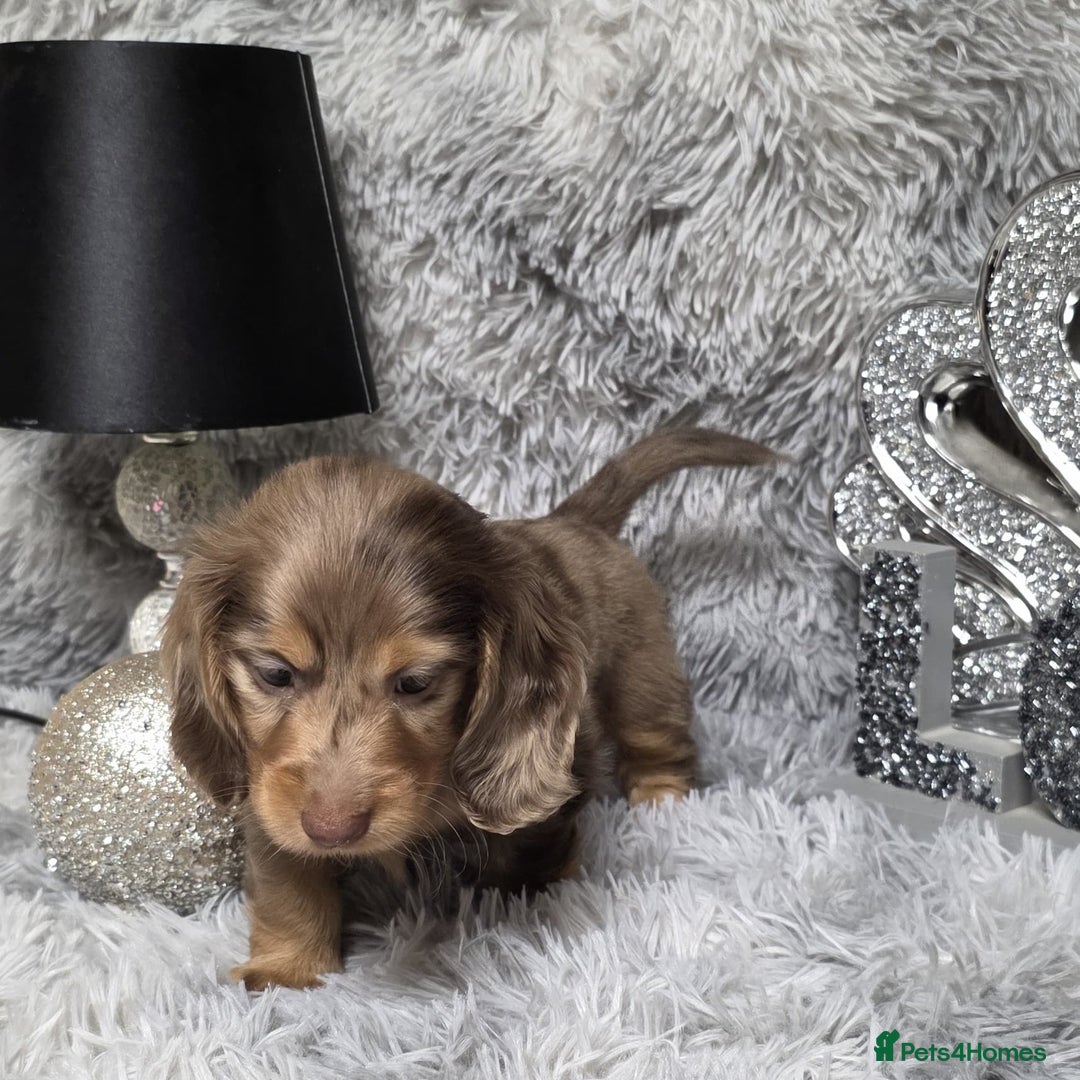 Miniature Dachshund dogs for sale: Adorable KC long coat boys available  - Advert 3