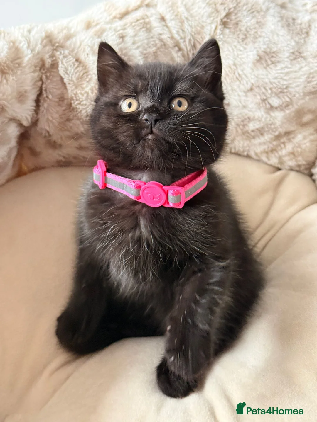 Mixed Breed cats for sale: British Shorthair Cross - Advert 2