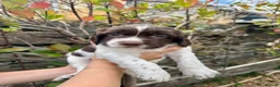 English Springer Spaniel dogs for sale: Liver & White English Springer Spaniel Puppies in Delabole - Advert 4