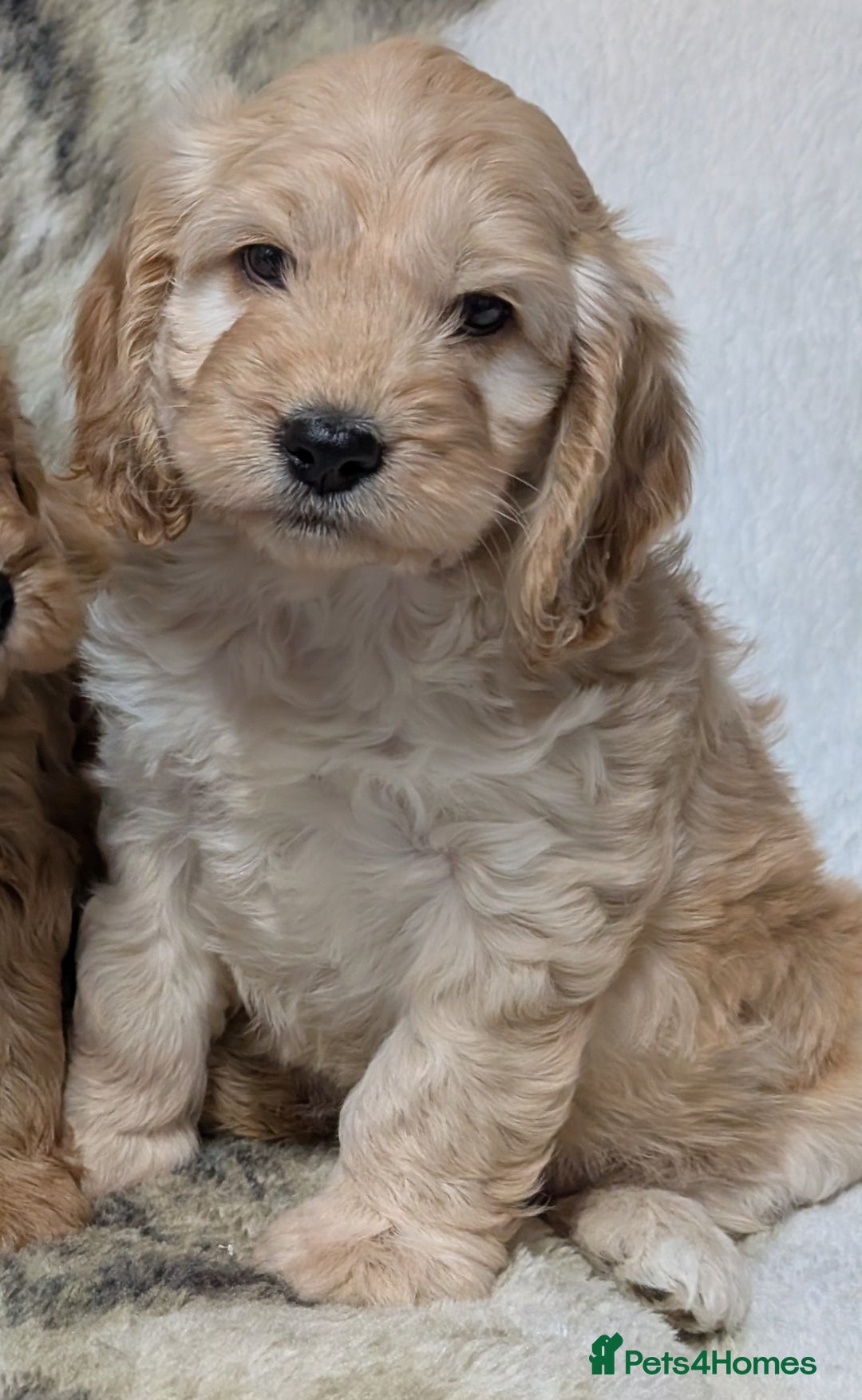 Cockapoo dogs for sale: Beautiful F1 Cockapoo puppies DNA clear - Image 13