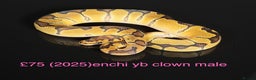 Python Snake reptiles for sale: Various royals for sale. (Reduced)  - Advert 10