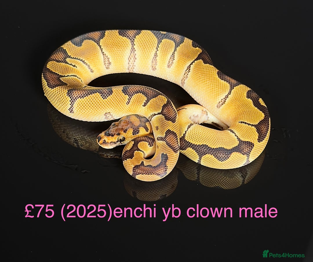 Python Snake reptiles for sale: Various royals for sale. (Reduced)  - Advert 10