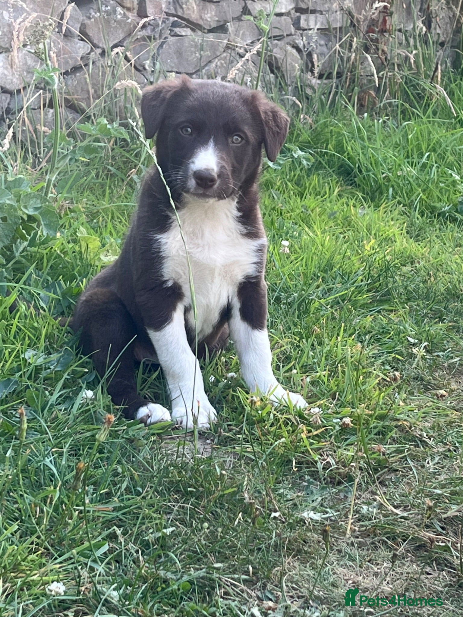 Mixed Breed dogs Border Collie puppies - Advert 2