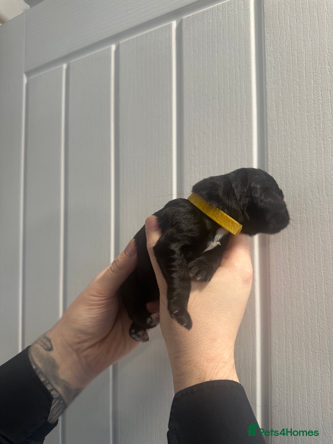 Newfoundland dogs for sale: Stunning Newfoundland Puppies Kc Reg 🐾 - Advert 10