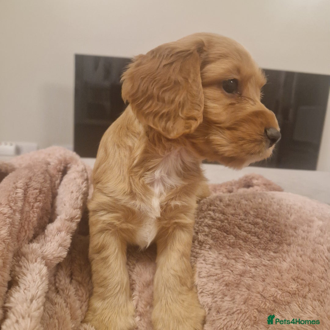 Cockapoo dogs for sale: 6 beautiful F2 cockapoos for sale!    - Advert 29