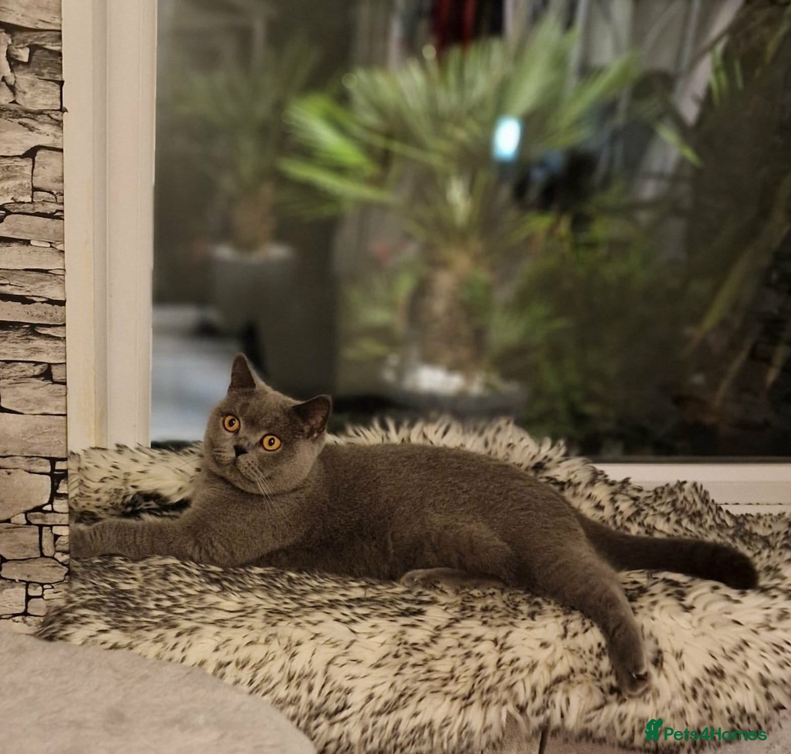 British Shorthair cats British Shorthair Kittens (GCCF) - Advert 5