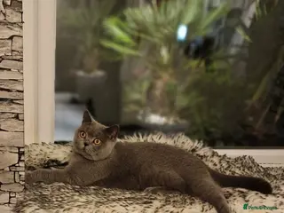 British Shorthair cats British Shorthair Kittens (GCCF) - Advert 9