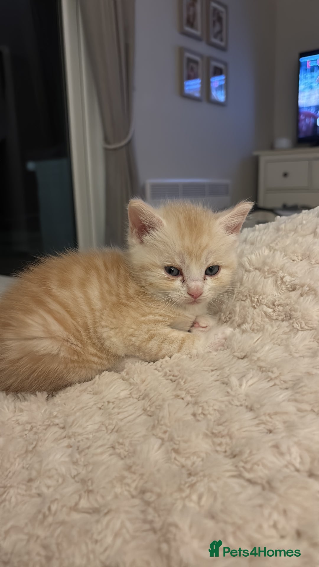 Mixed Breed cats for sale: Maine coon cross kittens - Advert 8