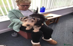 Lakeland Terrier dogs for sale: Lakeland terrier  - Image 3