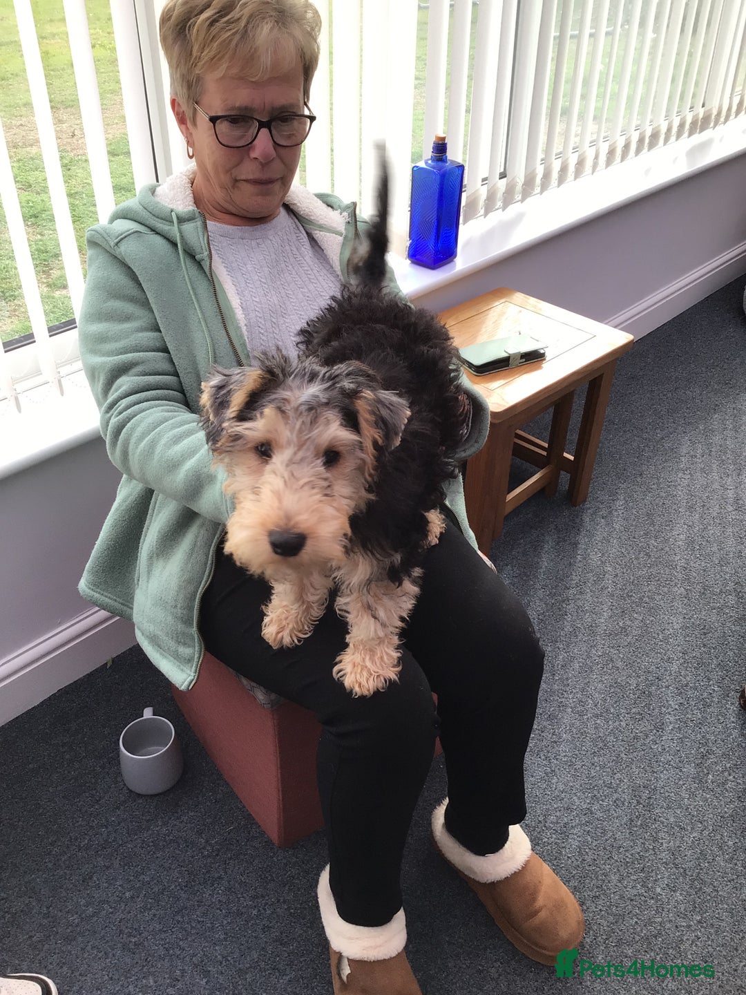 Lakeland Terrier dogs for sale: Lakeland terrier  - Image 3