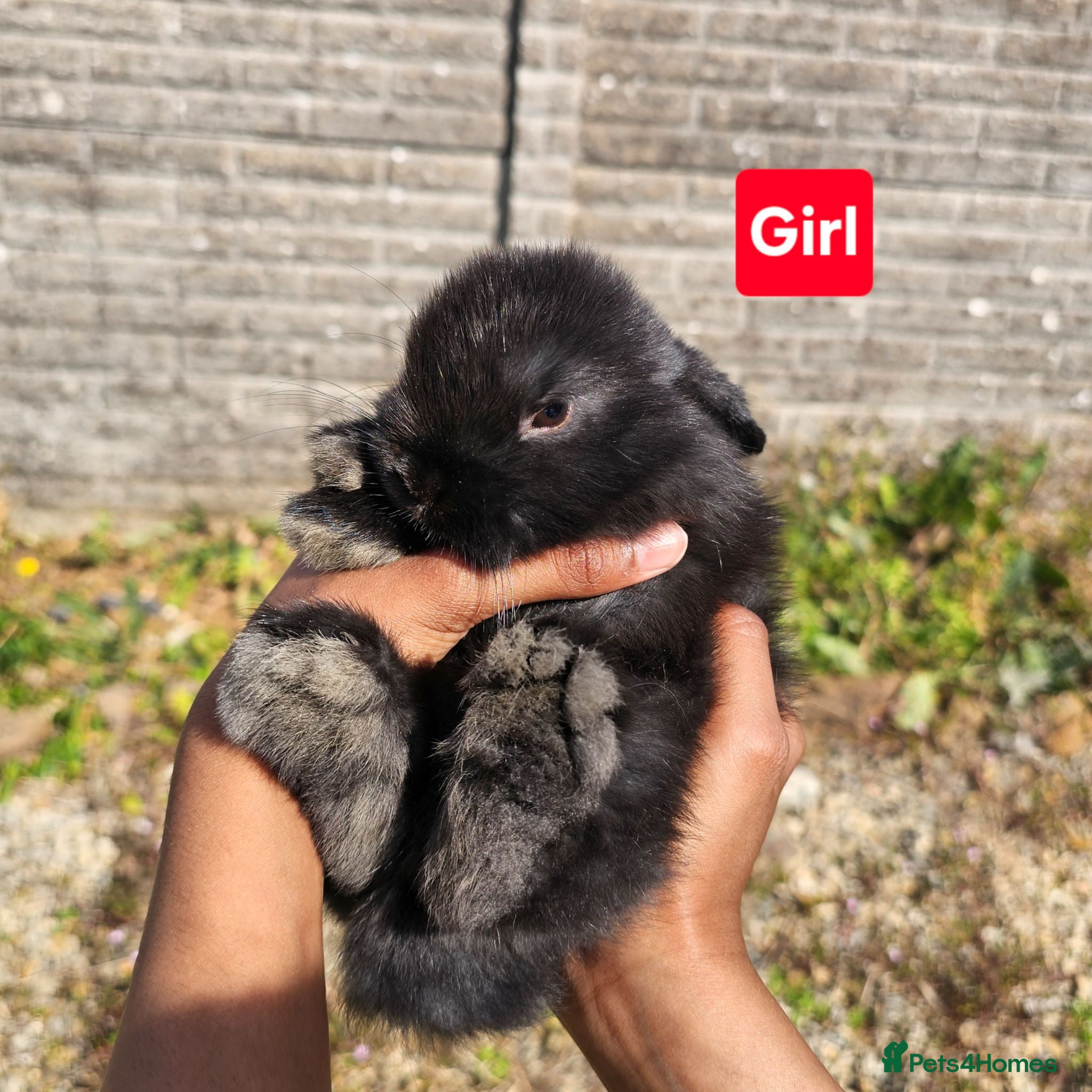Mini Lop rabbits Pure breed Mini Lop Rabbits - Advert 7