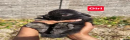 Mini Lop rabbits for sale: Pure breed Mini Lop Rabbits - Advert 2