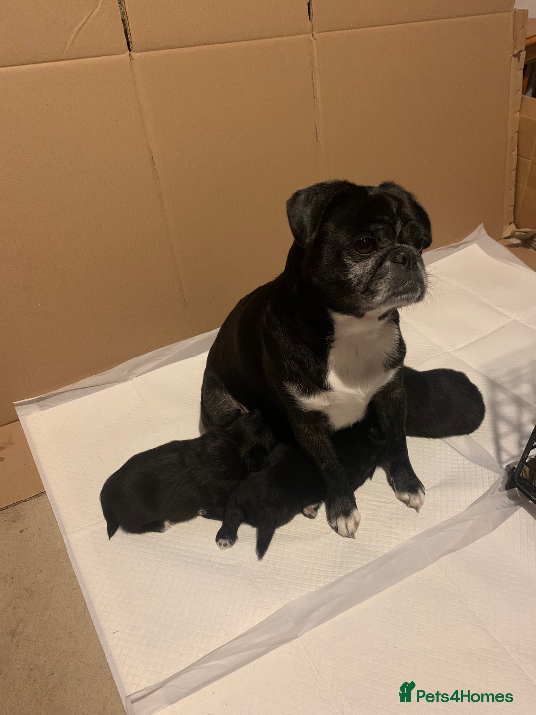 Mixed Breed dogs for sale: Pug cross shitzhu female puppies - Image 9