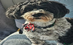 Cavachon dogs for sale: Up for adoption - Image 3