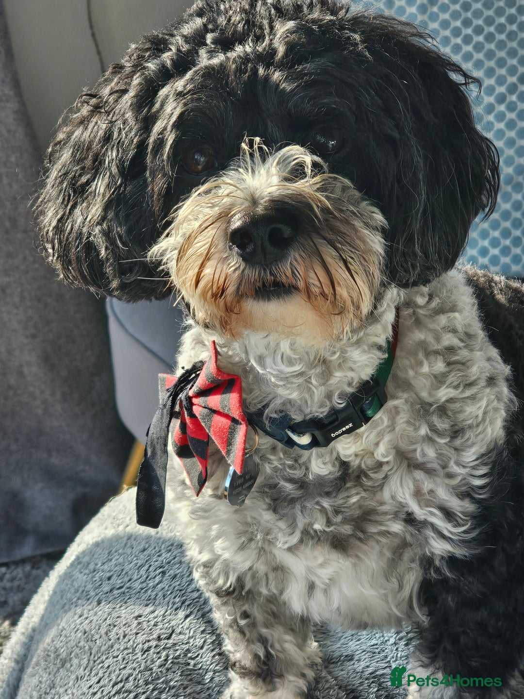 Cavachon dogs for sale: Up for adoption - Image 3