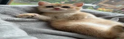 British Shorthair cats for sale: Adorable pure  golden British shorthair kittens - Advert 12