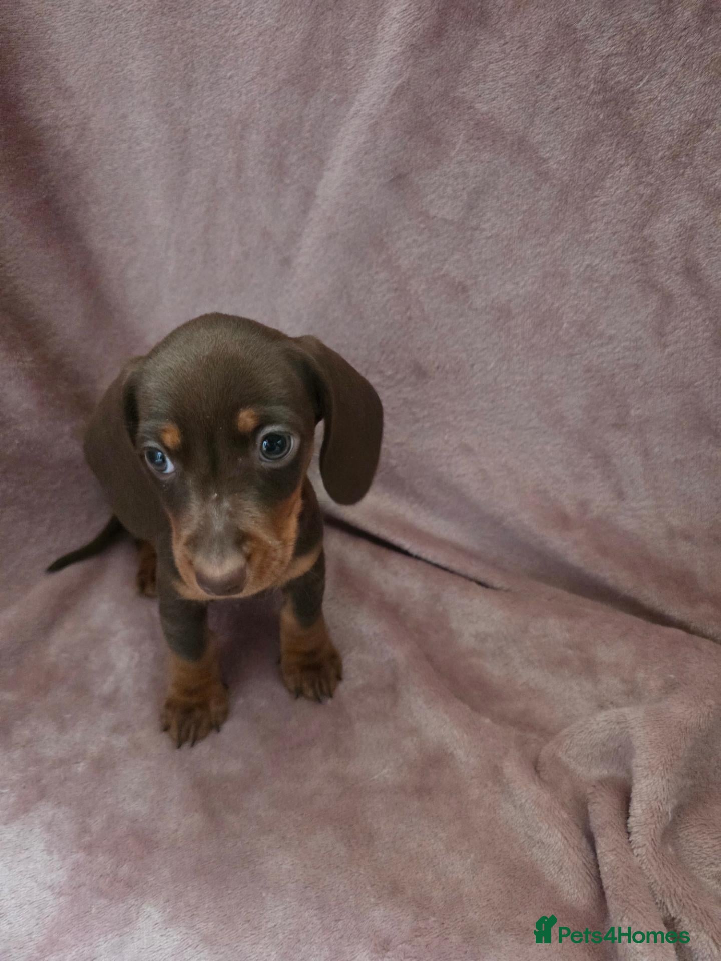 Miniature Dachshund dogs for sale: 4 Boys available Miniature dachshund  - Advert 7