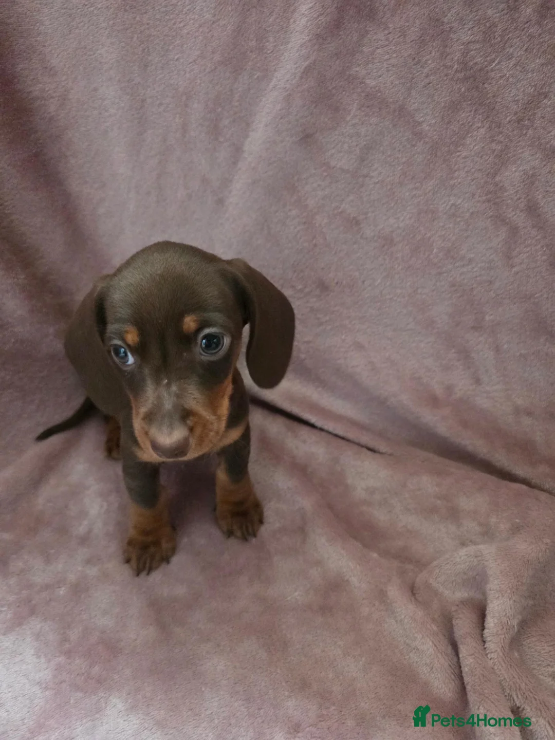 Miniature Dachshund dogs for sale: 4 Boys available Miniature dachshund  - Advert 1